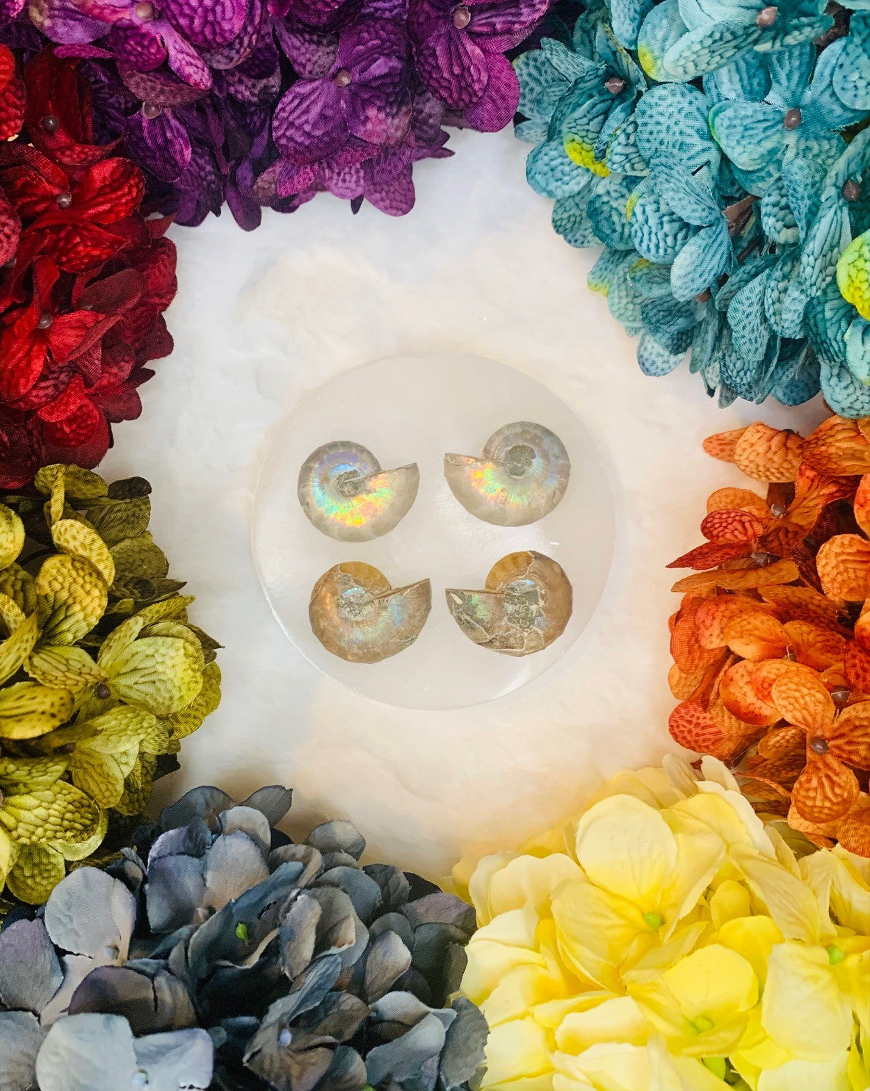 Ammonite Fossil Pairs